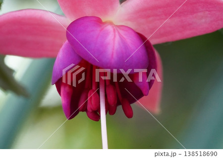 Close Up of a Fuchsia Flower 138518690