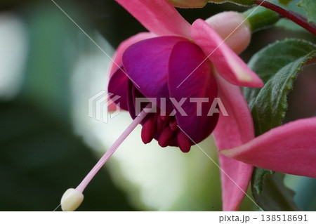 Beautiful Fuchsia Flower Macro Pink and Purple Bloom 138518691