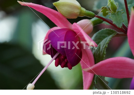 Beautiful Fuchsia Flower Close Up Pink and Purple 138518692