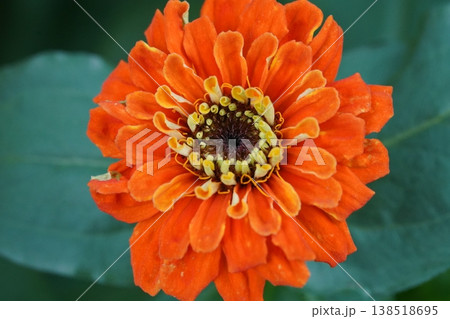 Vibrant Orange Zinnia Flower Close Up Vibrant Orange Zinnia Flower Close Up 138518695