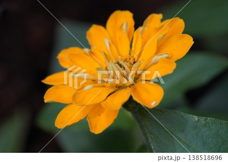 Close up of a beautiful Zinnia flower in full bloom Close up of a beautiful Zinnia flower in full bloom 138518696