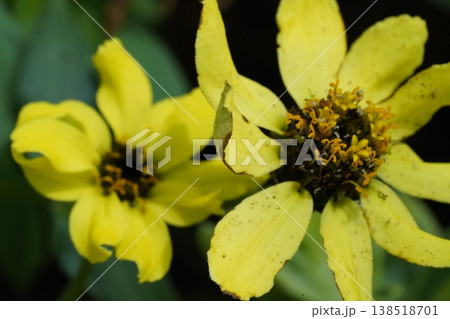 Close up of Yellow Zinnia Flowers in Bloom 138518701