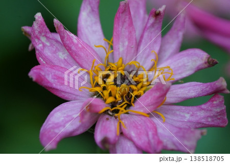 Beautiful Zinnia Flower Close Up Pink and Yellow Beautiful Zinnia Flower Close Up Pink and Yellow 138518705