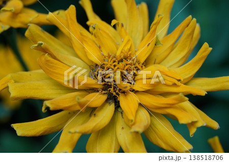 Beautiful Yellow Flower Closeup Coreopsis Grandiflora Beautiful Yellow Flower Closeup Coreopsis Grandiflora 138518706