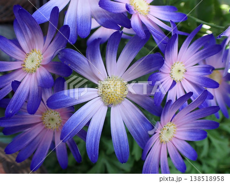 シネラリアの花 138518958