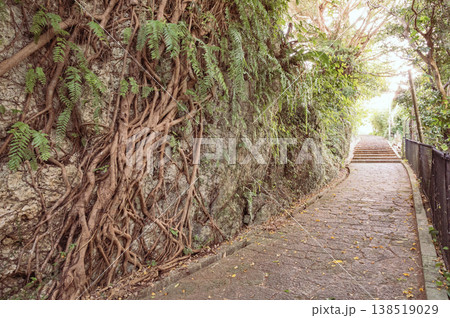 沖縄　朝の金城石畳道 138519029