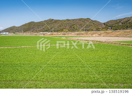 滋賀県東近江市の麦畑 138519196