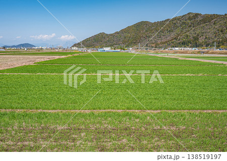 滋賀県東近江市の麦畑 138519197