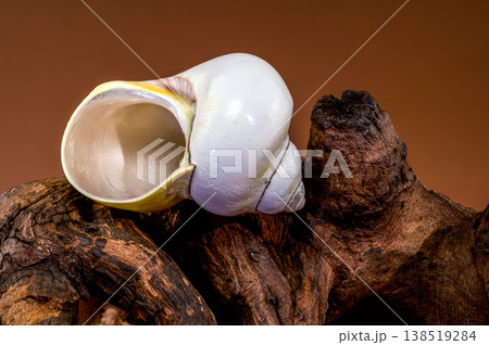 Smooth white and yellow moon snail seashell resting on rustic driftwood 138519284