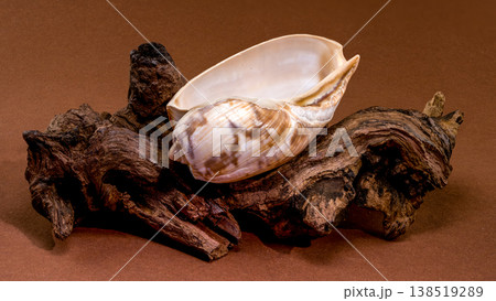 Oliva seashell resting on rustic driftwood piece Oliva seashell resting on rustic driftwood piece 138519289