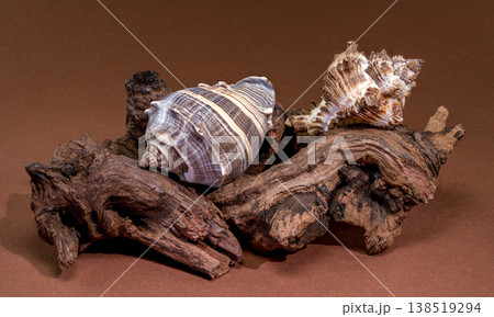 Two marine seashells resting on a piece of natural driftwood Two marine seashells resting on a piece of natural driftwood 138519294