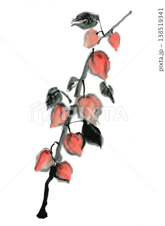ほおずきの枝の和風筆イラスト素材 138519341