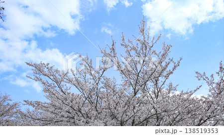 公園の桜並木 138519353