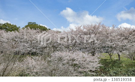 公園の桜並木 公園の桜並木 138519358