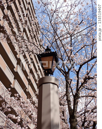 街灯　パークシティ横濱と桜の花 138519407