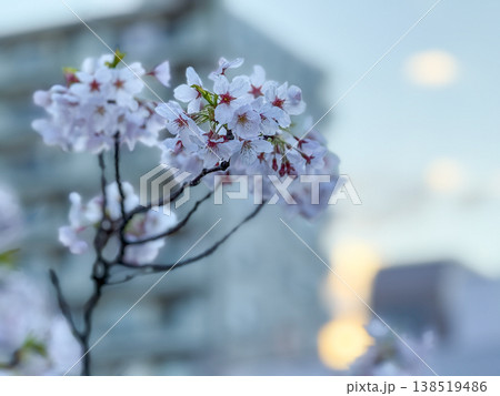 夕暮れの街並みに美しく咲き誇る桜のクローズアップ 2026.04 横浜市, 日本 夕暮れの街並みに美しく咲き誇る桜のクローズアップ 2026.04 横浜市, 日本 138519486