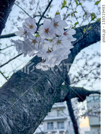 青空に映える満開の桜のクローズアップ 2026.04 横浜市, 日本 138519493