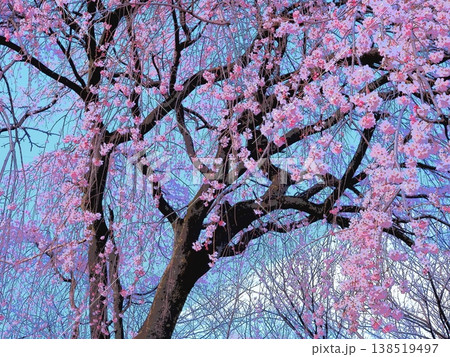 枝垂桜（afr20260327155220） 138519497
