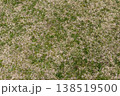 冬の公園枯れた芝生 138519500