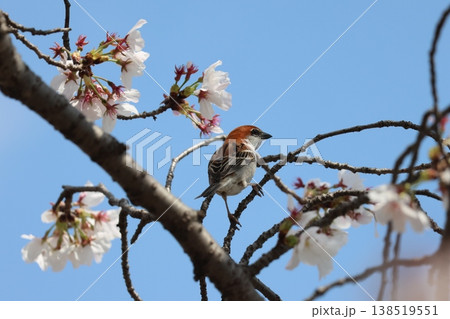 桜の木にとまるニュウナイスズメ 138519551