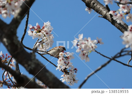 桜の蜜を吸うニュウナイスズメ 138519555