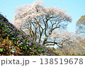 埼玉県大里郡寄居町鉢形　鉢形城の朝の氏邦桜（うじくにざくら）とカタクリの花 138519678