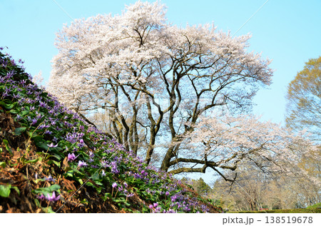 埼玉県大里郡寄居町鉢形　鉢形城の朝の氏邦桜（うじくにざくら）とカタクリの花 138519678