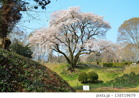 埼玉県大里郡寄居町鉢形　鉢形城の朝の氏邦桜（うじくにざくら）とカタクリの花 138519679