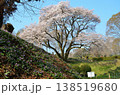 埼玉県大里郡寄居町鉢形　鉢形城の朝の氏邦桜（うじくにざくら）とカタクリの花 138519680