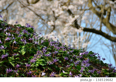 埼玉県大里郡寄居町鉢形　鉢形城の朝の氏邦桜（うじくにざくら）とカタクリの花 138519682