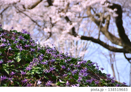 埼玉県大里郡寄居町鉢形 鉢形城の朝の氏邦桜(うじくにざくら)とカタクリの花 埼玉県大里郡寄居町鉢形 鉢形城の朝の氏邦桜(うじくにざくら)とカタクリの花 138519683