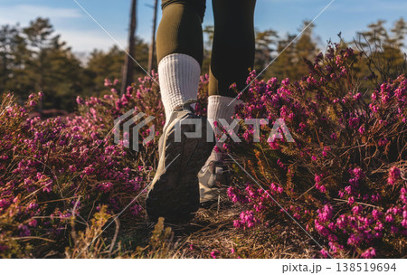 Closeup of Hiker Walking Through Blooming Heather 138519694