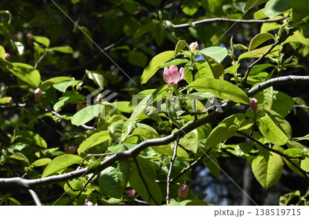 カリンの花 138519715