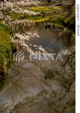 桜 138519803
