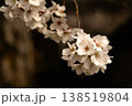 桜 138519804