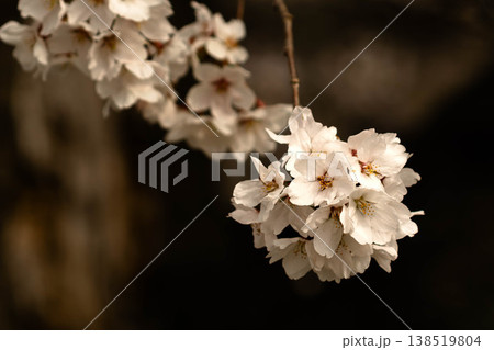 桜 138519804