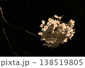 桜 138519805