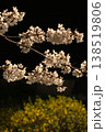 桜 138519806
