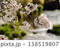 桜 138519807