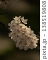 桜 138519808
