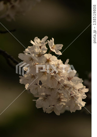 桜 桜 138519808