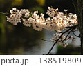 桜 138519809