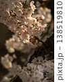 桜 138519810
