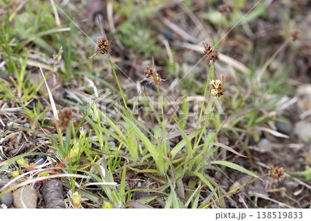 スズメノヤリ 138519833