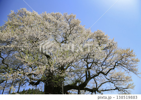 岡山県　真庭市　醍醐桜 138519883