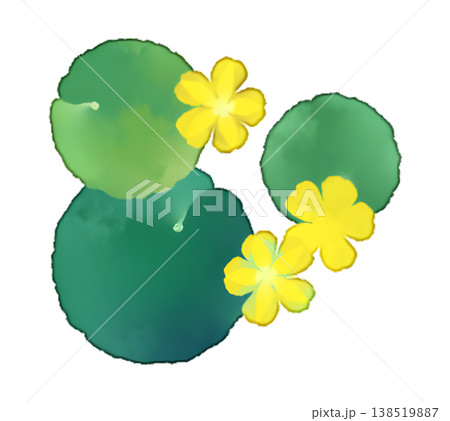 アサザの葉と花のイラスト 水彩風 透過PNG 138519887