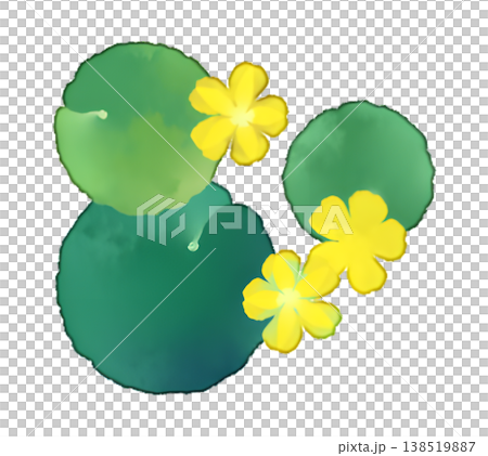 アサザの葉と花のイラスト 水彩風 透過PNG 138519887