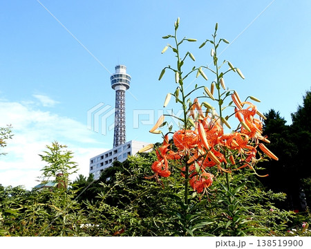 横浜マリンタワーとバラ 横浜マリンタワーとバラ 138519900