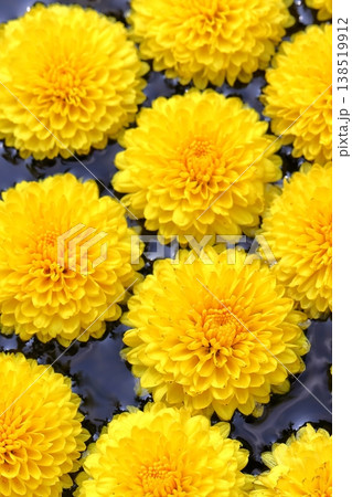 水面に浮かぶ菊の花 138519912