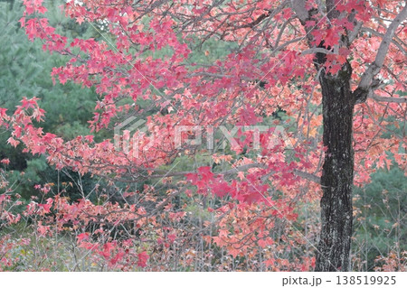カラフルに紅葉する美しい葉（アメリカフウ、 モミジバフウ） 138519925